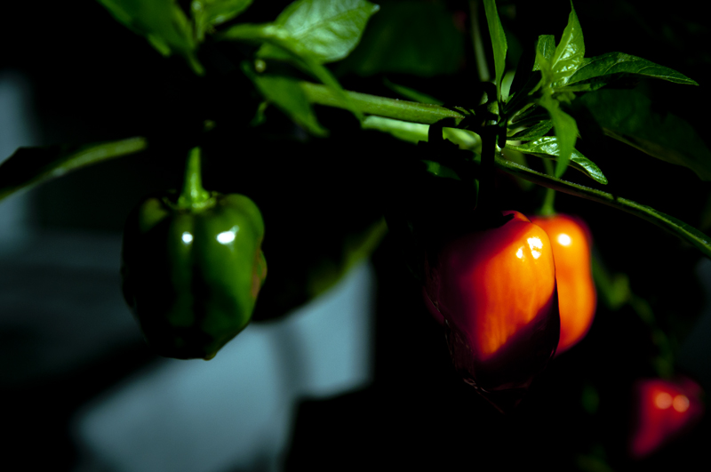 Haba8 800px.jpg - Habanero